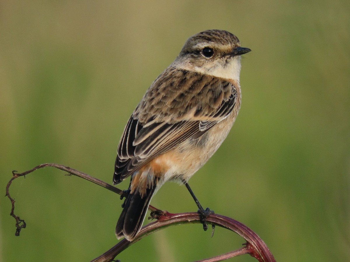 Amur Stonechat - ML646442959