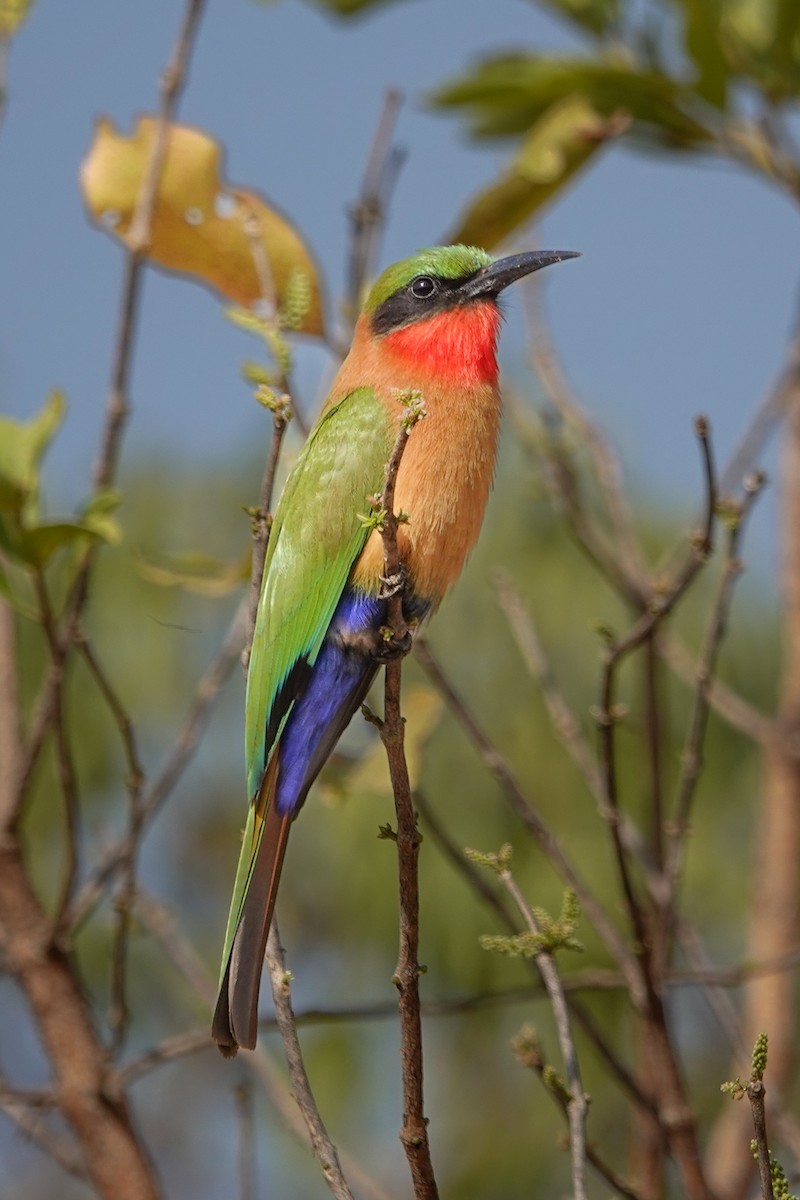 vlha zelenočelá - ML646442960