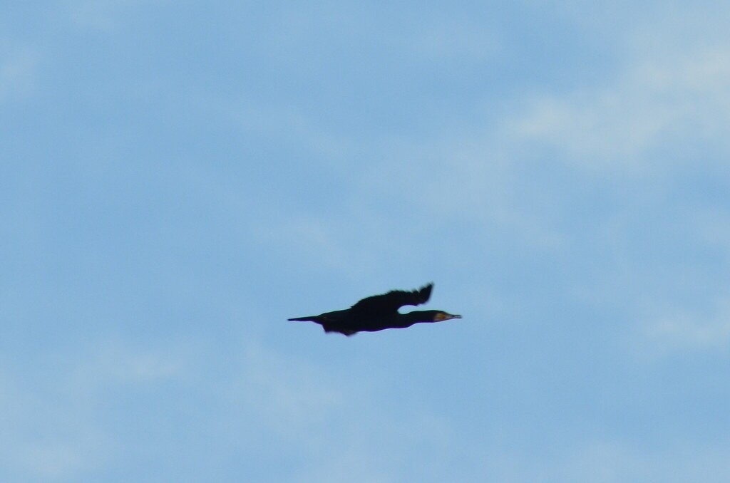 Great Cormorant - ML646442965