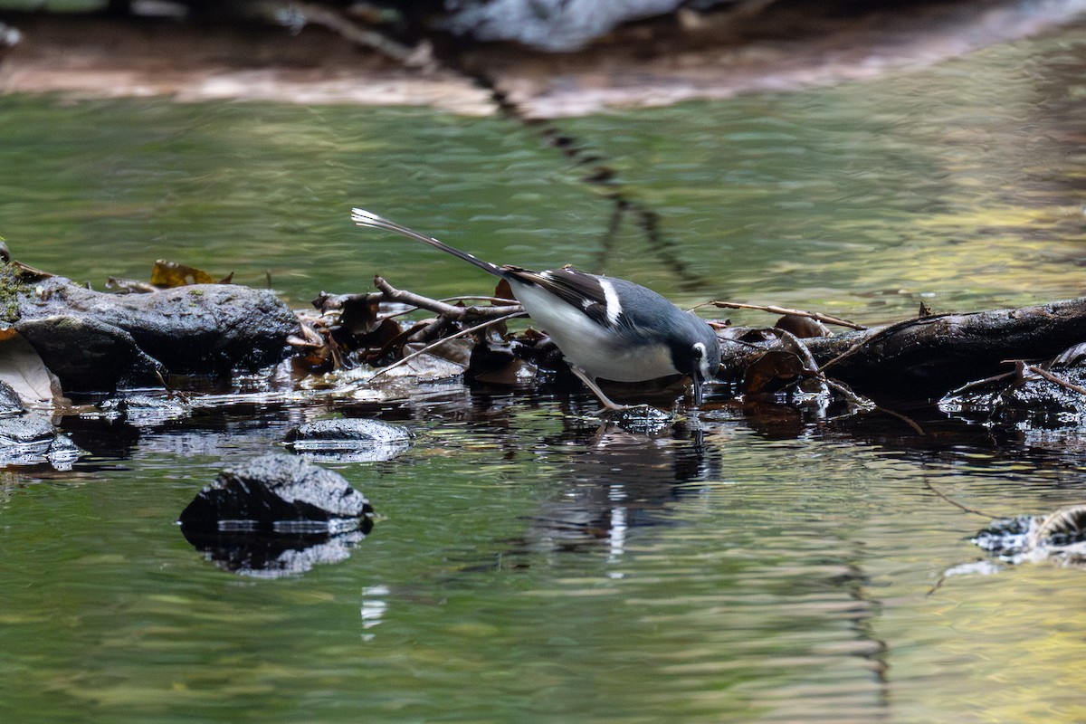 Slaty-backed Forktail - ML646442970