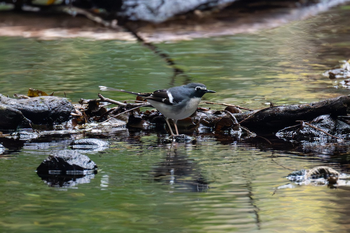 Slaty-backed Forktail - ML646442972