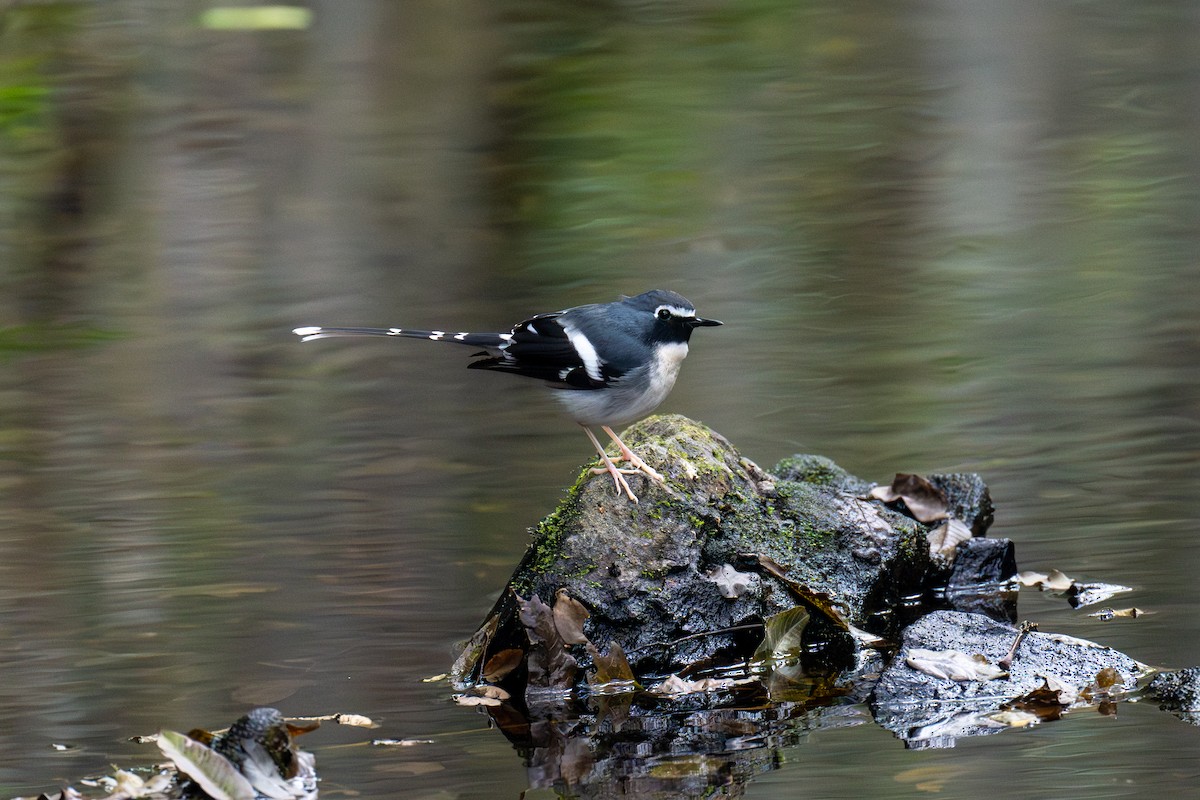 Slaty-backed Forktail - ML646442973