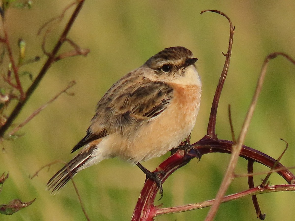 Amur Stonechat - ML646442975