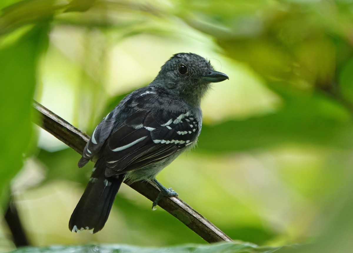 Black-crowned Antshrike - ML646442976