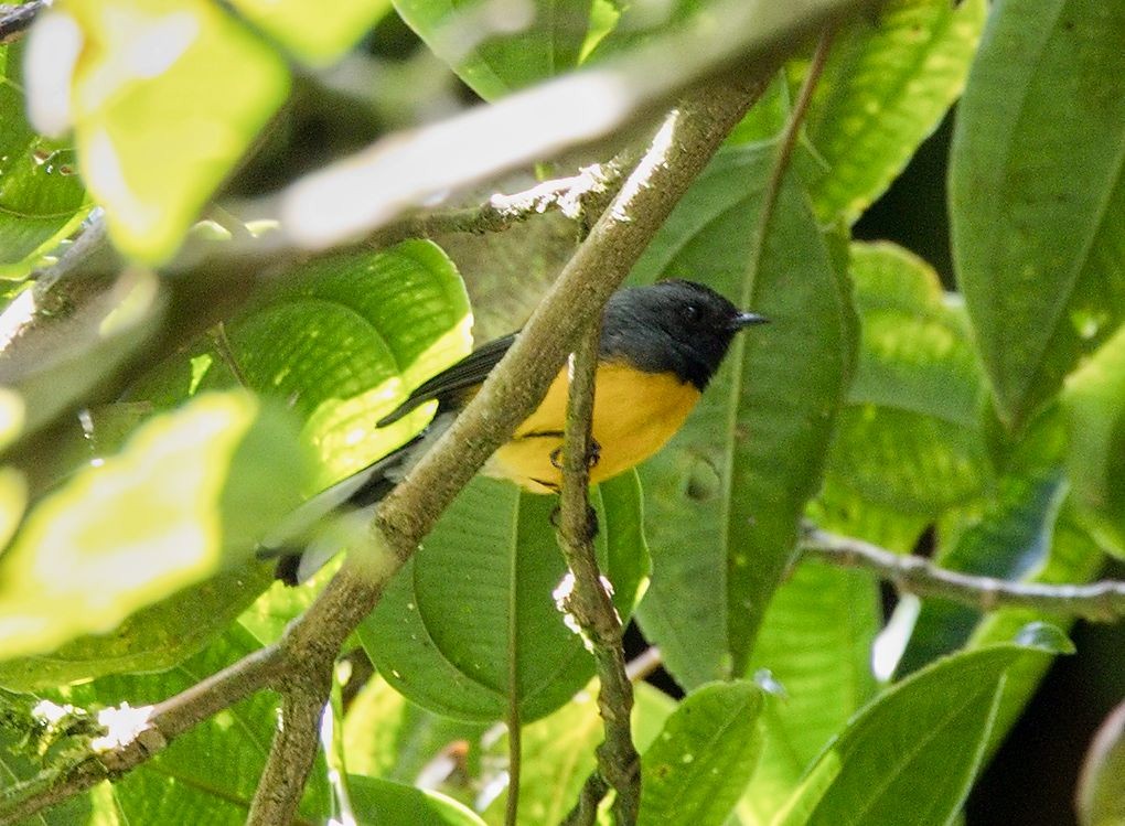 ベニイタダキアメリカムシクイ - ML646442977