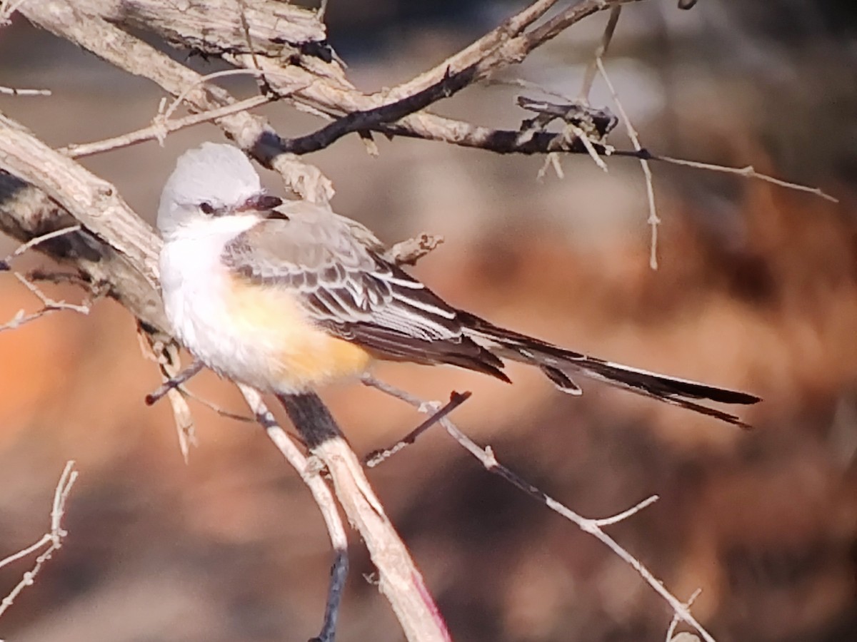 Scissor-tailed Flycatcher - ML646442978