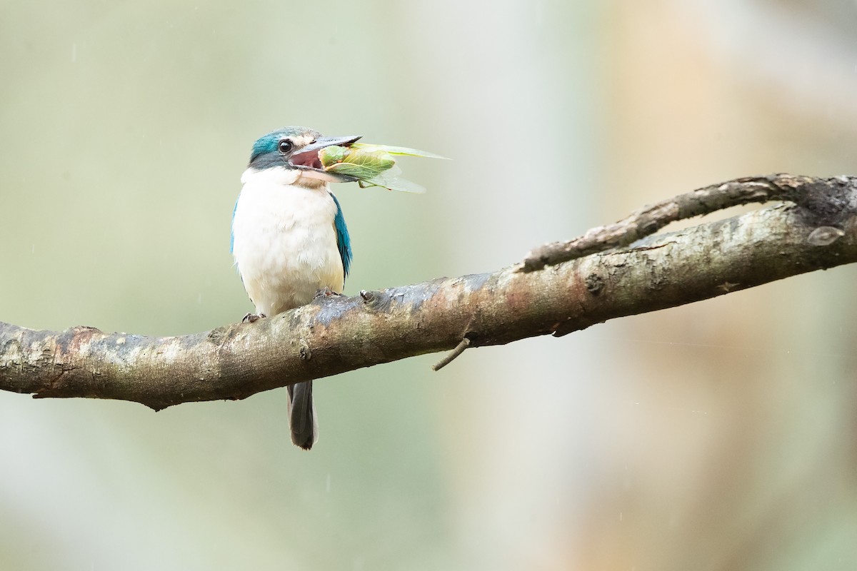 Sacred Kingfisher - ML646442979