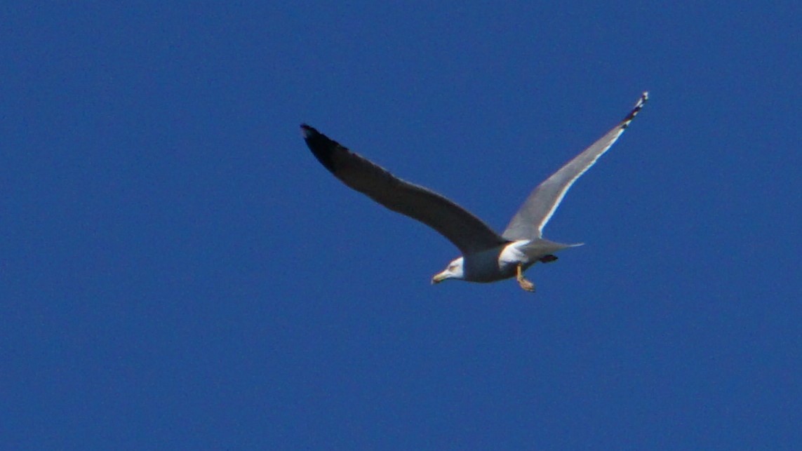 Yellow-legged Gull - ML646442981