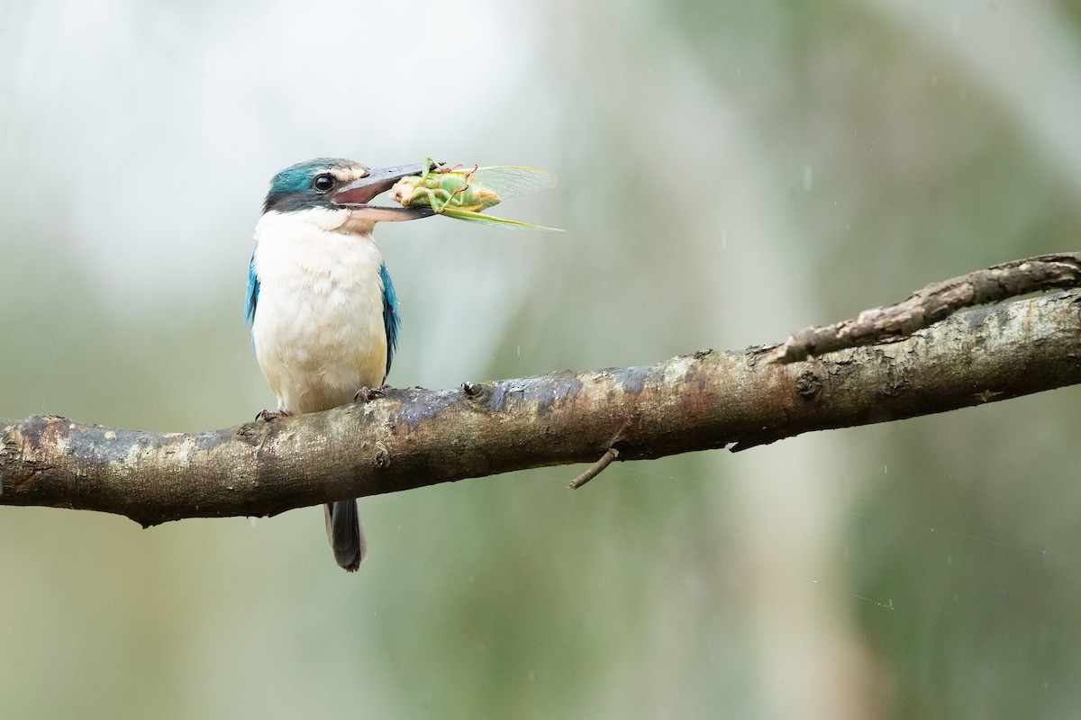 Sacred Kingfisher - ML646442982