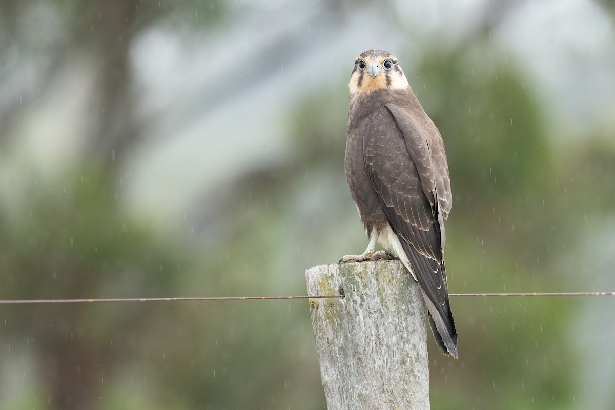 Brown Falcon - ML646442986