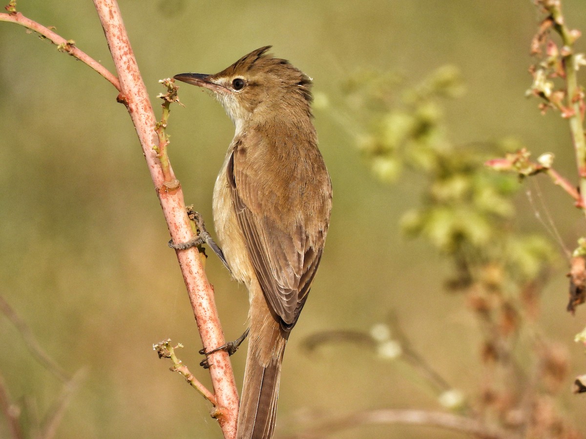 Clamorous Reed Warbler - ML646442988