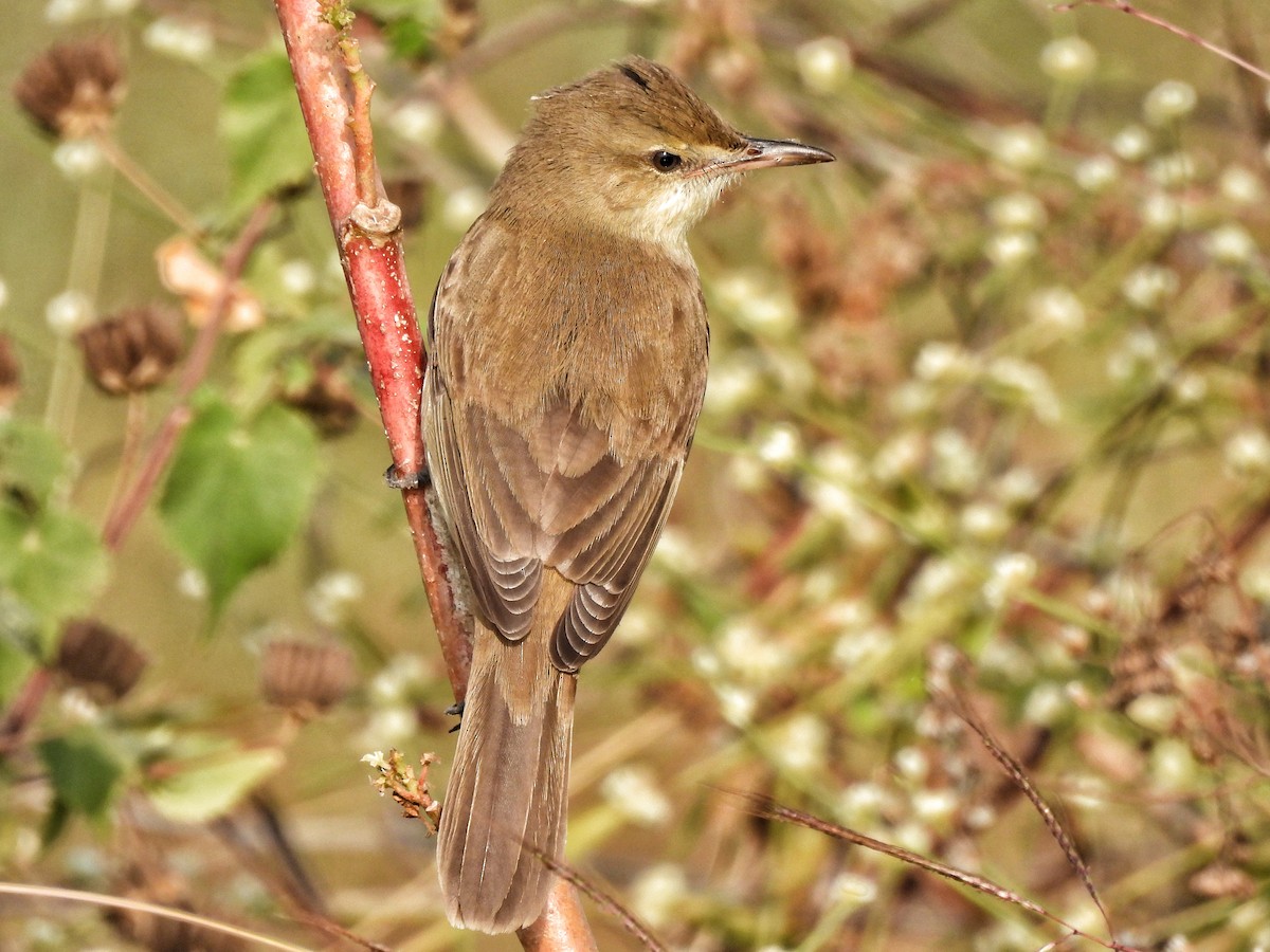 Clamorous Reed Warbler - ML646442989