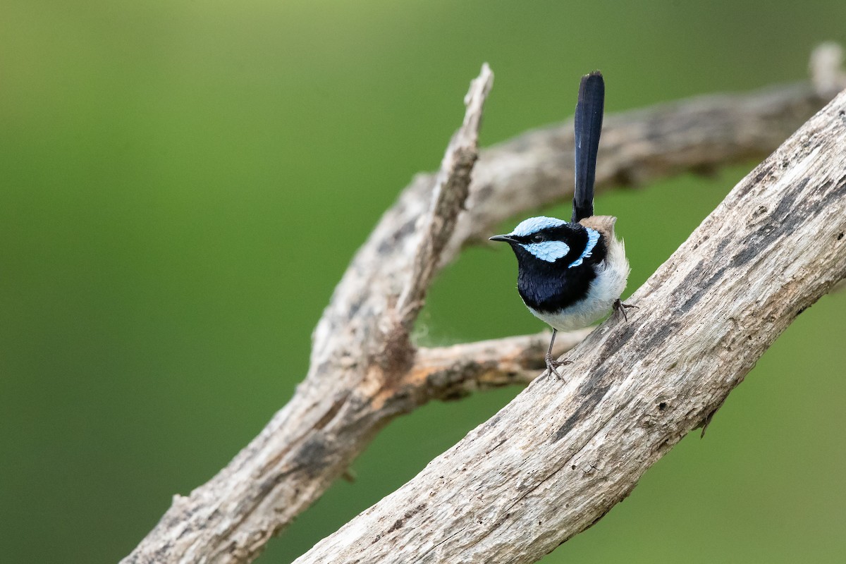 Superb Fairywren - ML646442992