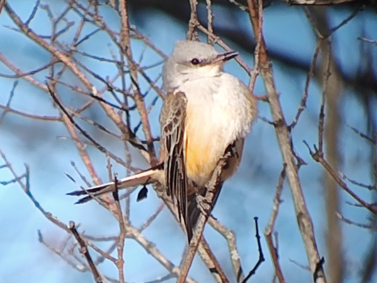 Scissor-tailed Flycatcher - ML646442993