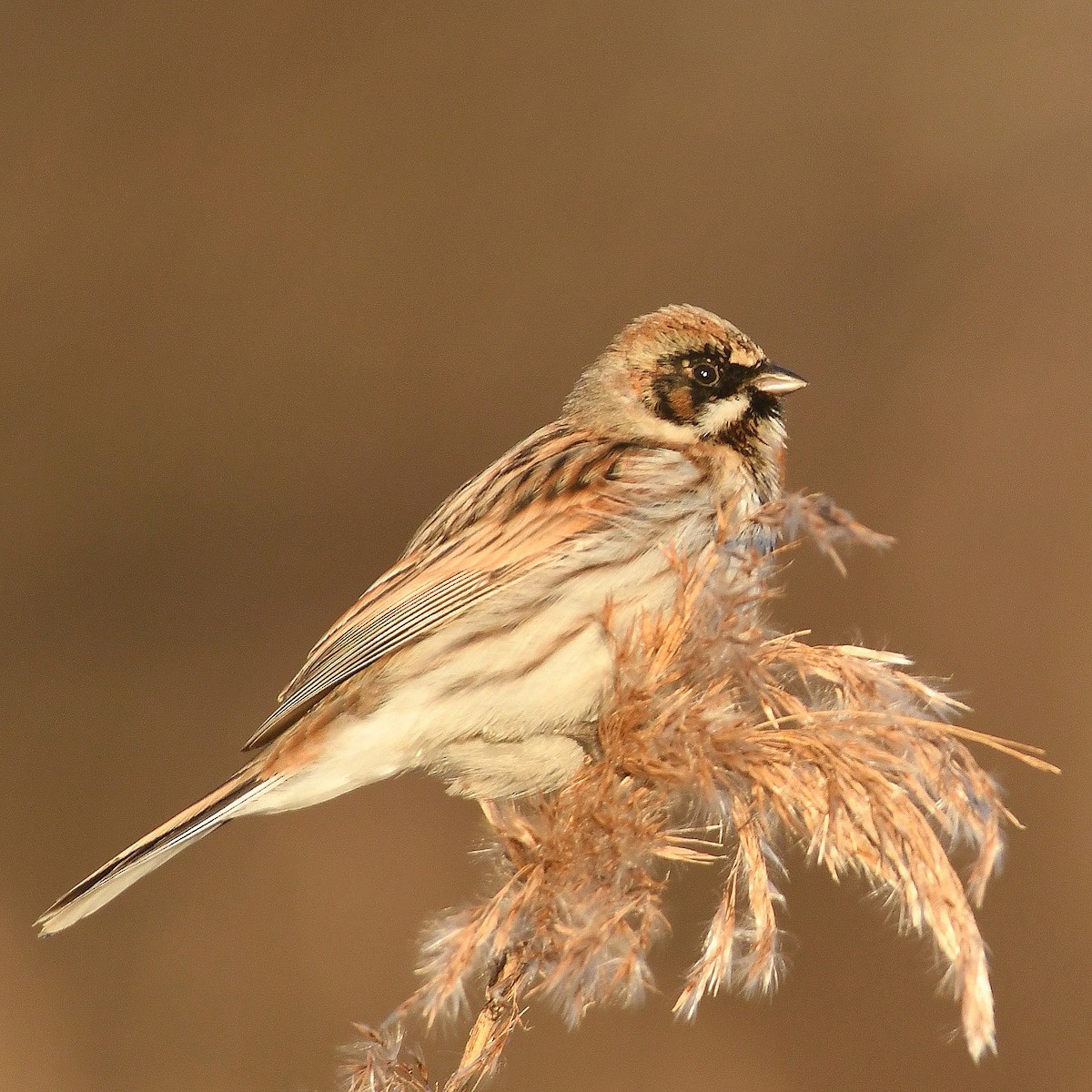 蘆鵐 - ML646443000