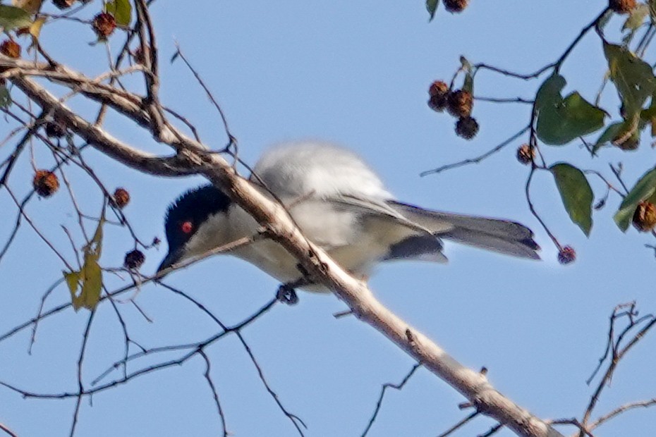 Northern Puffback - ML646443001