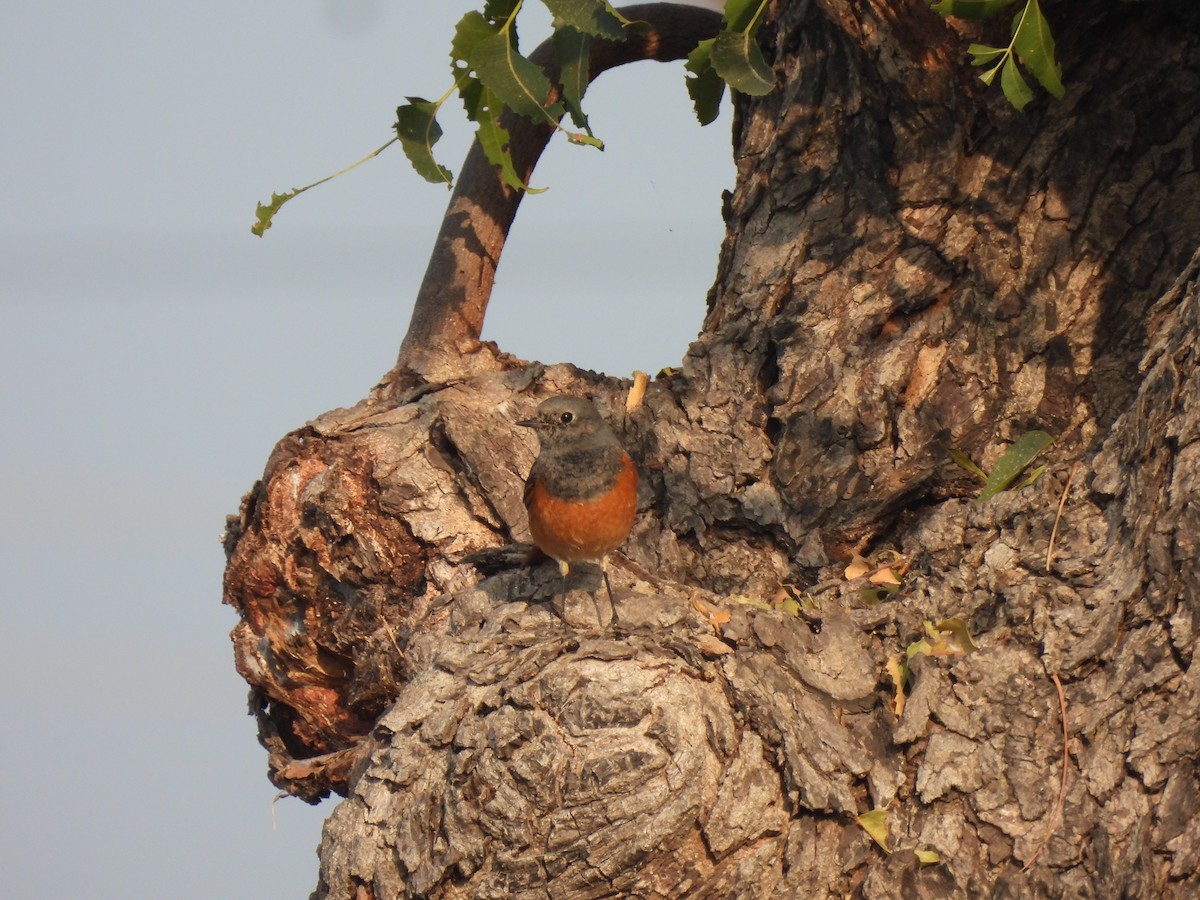 Black Redstart - ML646443003