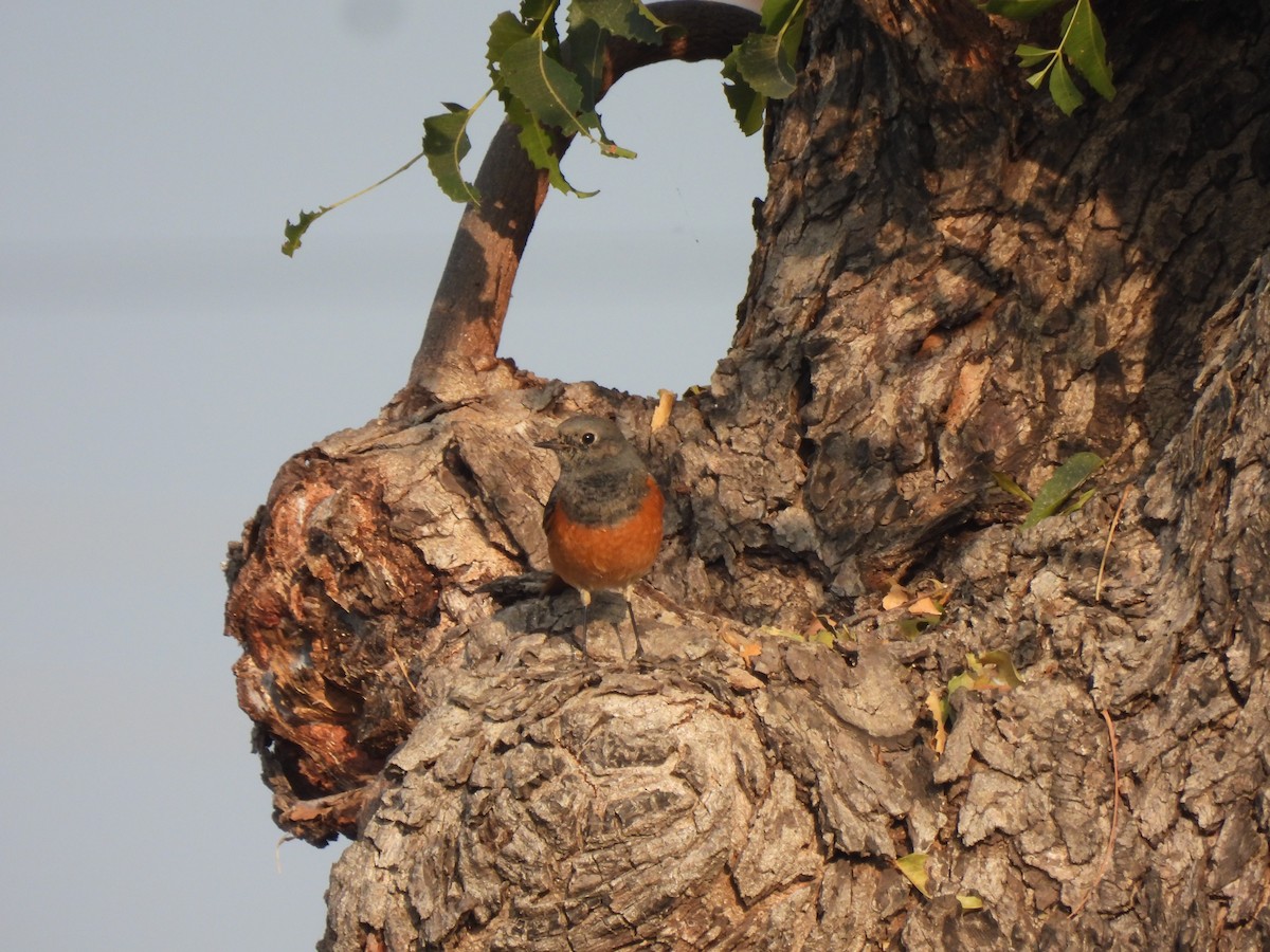 Black Redstart - ML646443004