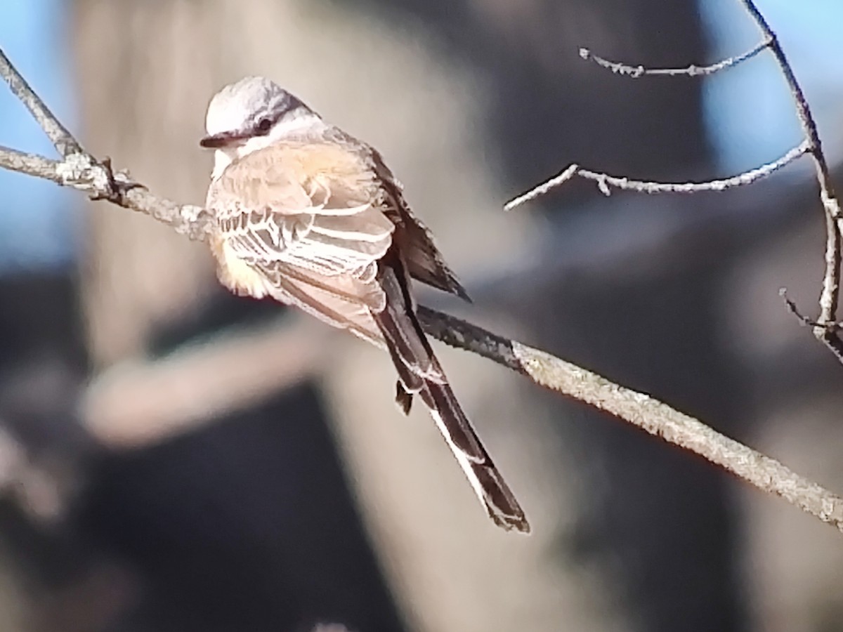 Scissor-tailed Flycatcher - ML646443008
