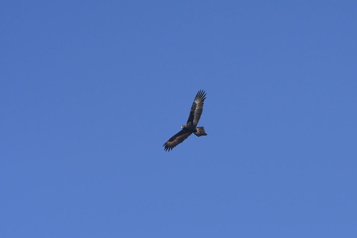 Wedge-tailed Eagle - ML646443009