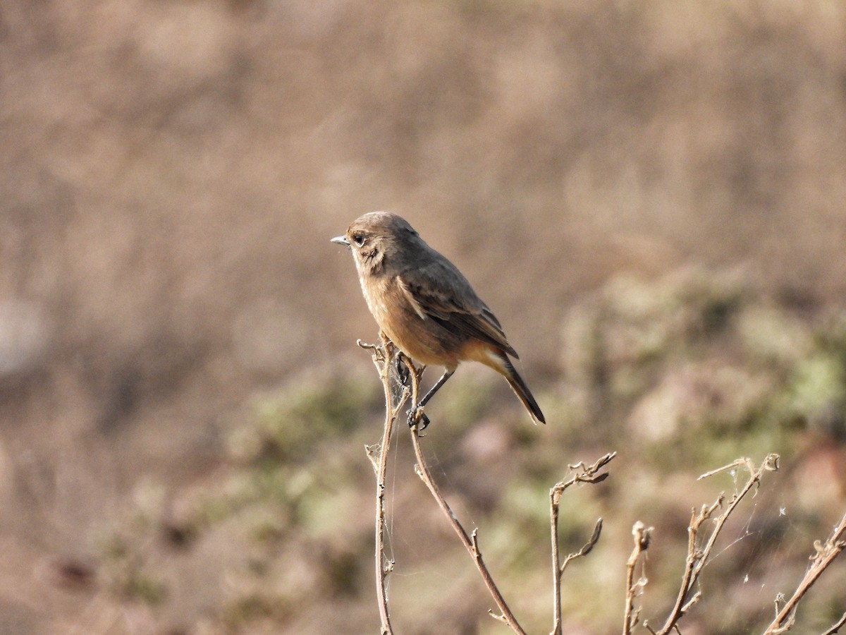 Pied Bushchat - ML646443010