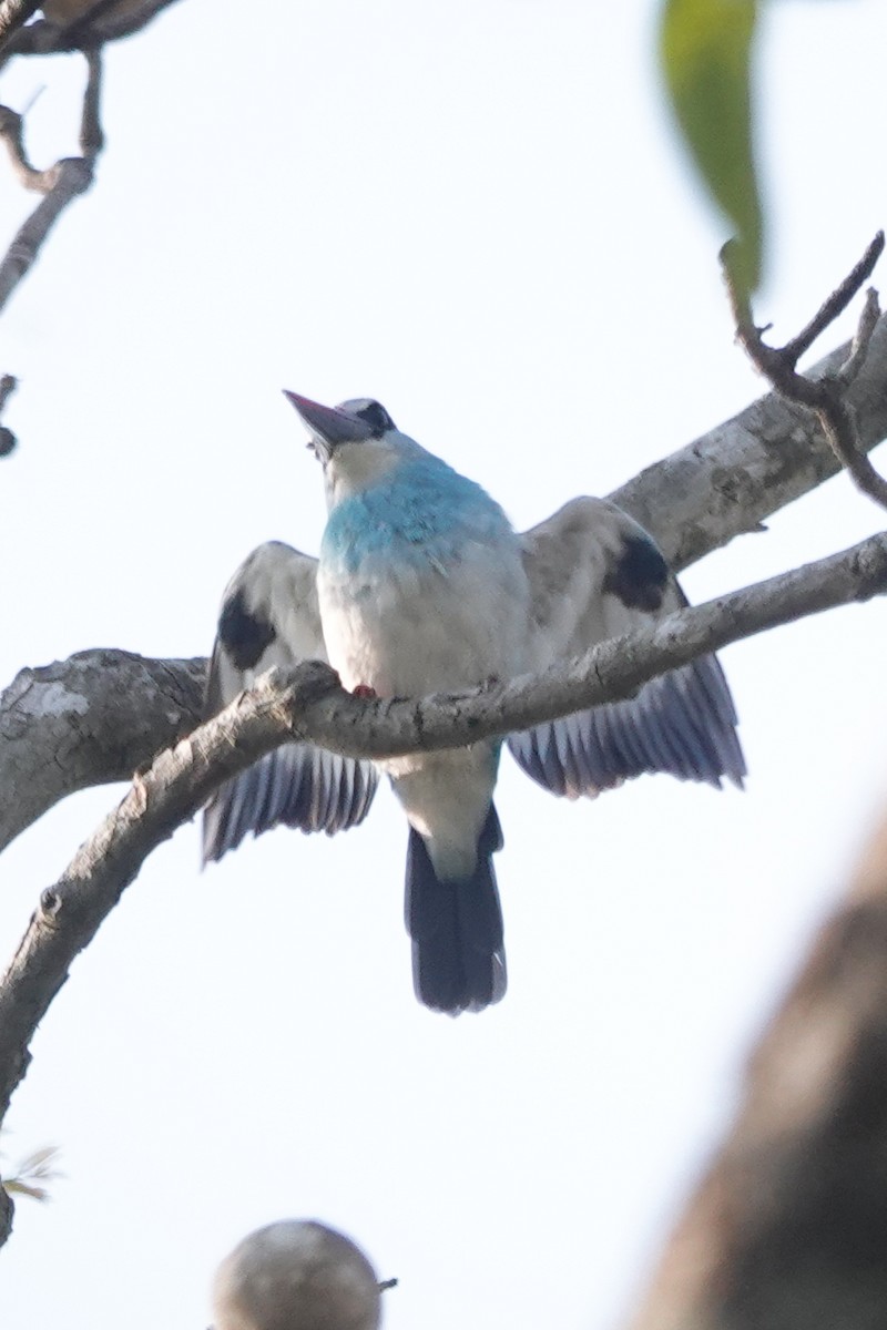 ledňáček černokřídlý - ML646443011