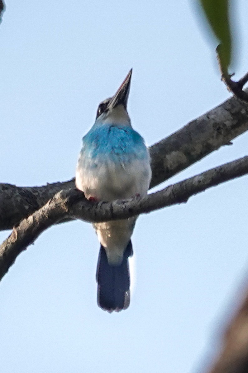 ledňáček černokřídlý - ML646443012