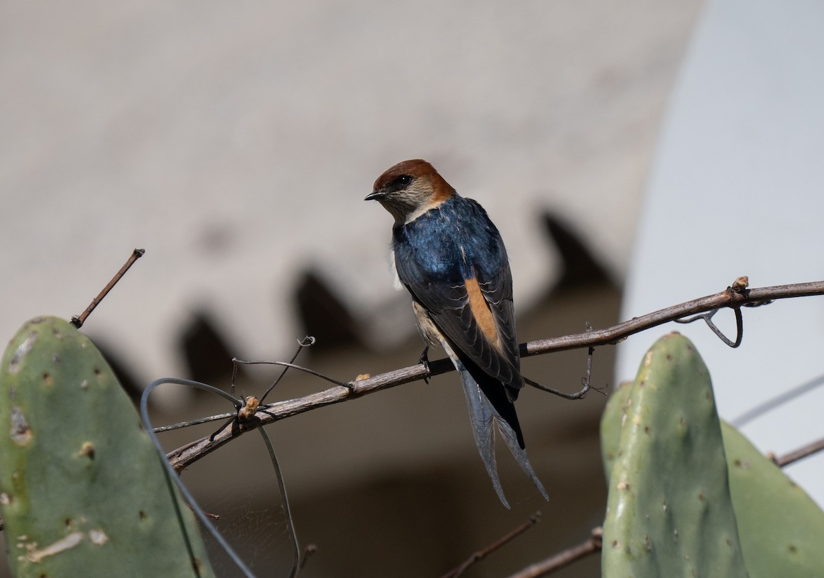 Greater Striped Swallow - ML646443015
