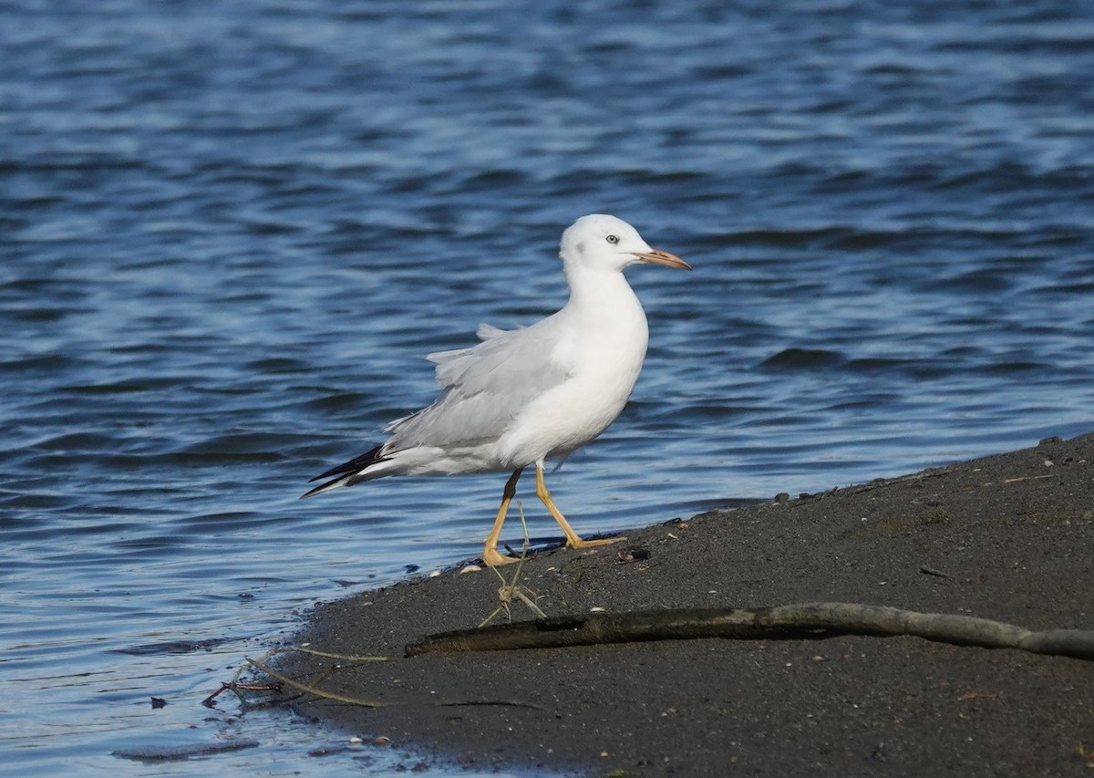 Slender-billed Gull - ML646443016
