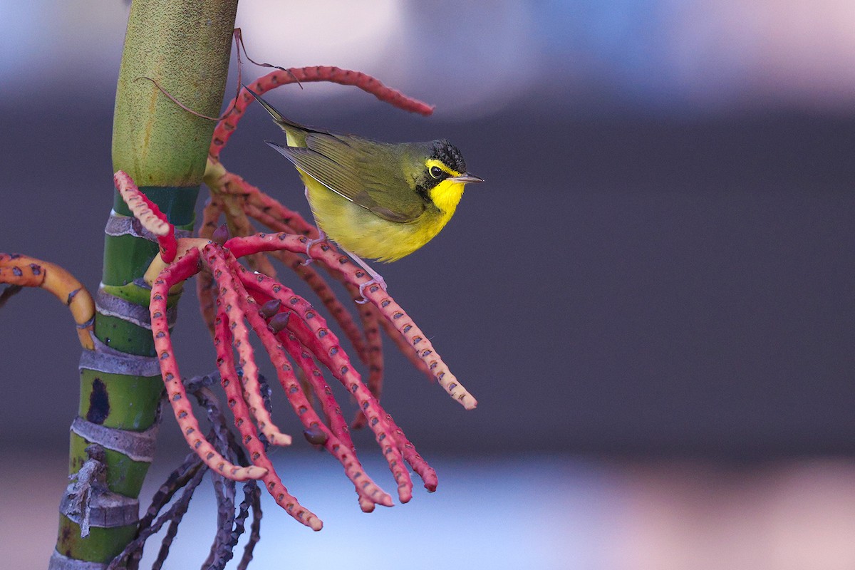 Kentucky Warbler - ML646443017