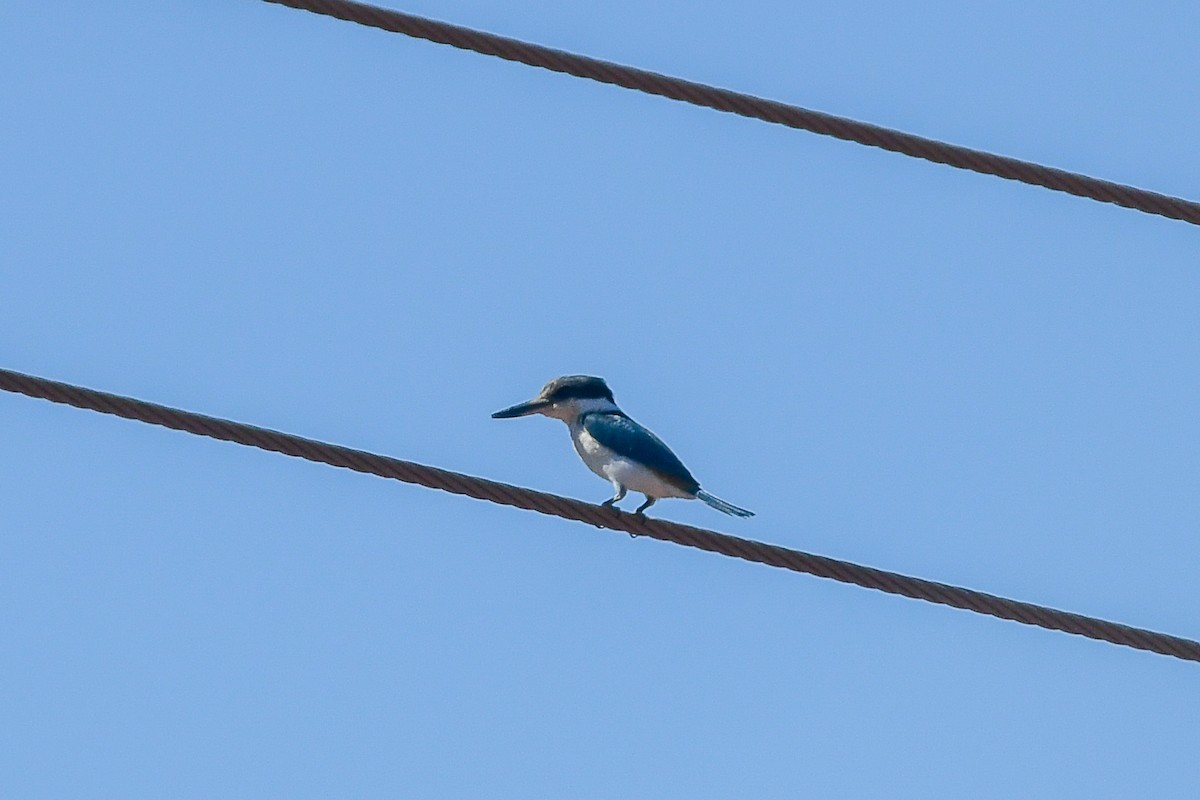 Red-backed Kingfisher - ML646443019