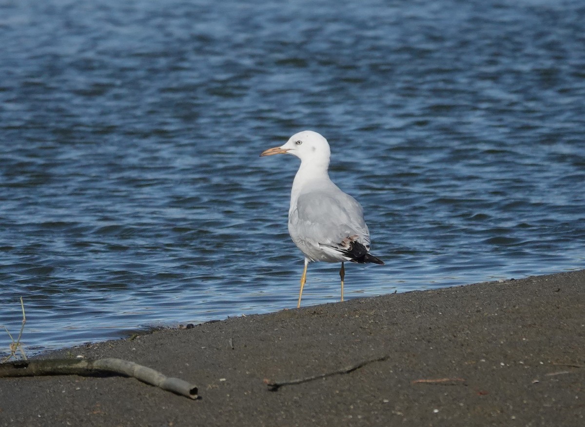 Slender-billed Gull - ML646443020