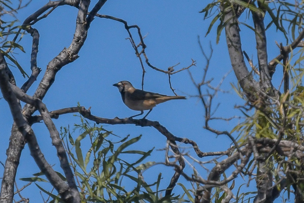 Crested Bellbird - ML646443024