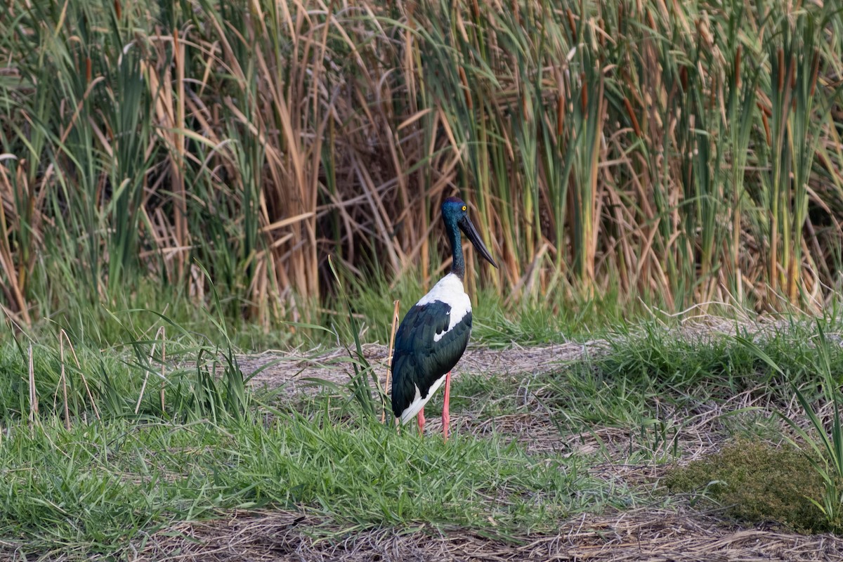 セイタカコウ - ML646443027