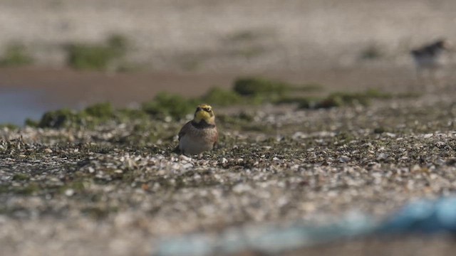 Horned Lark - ML646443028