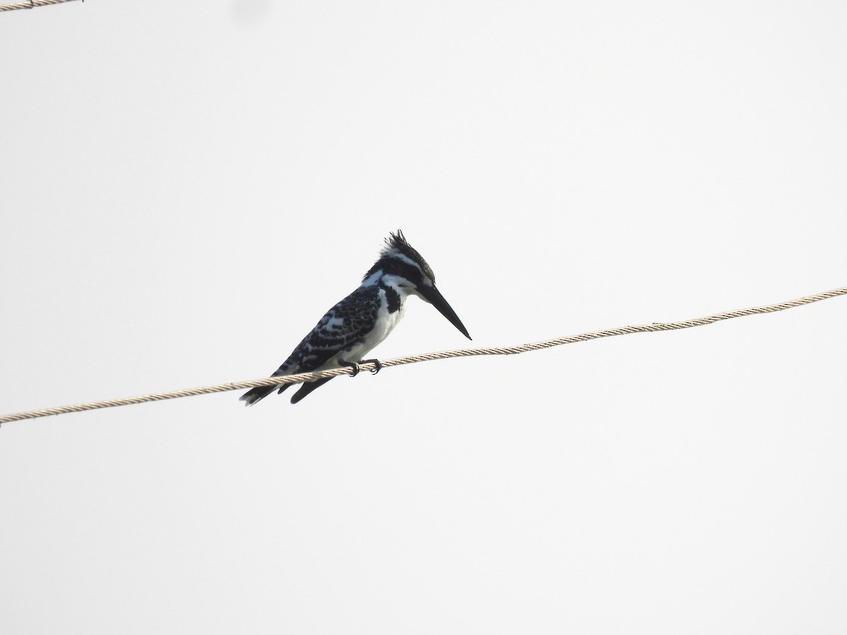Pied Kingfisher - ML646443033