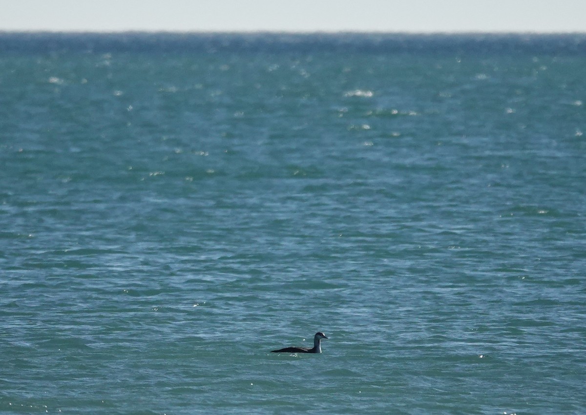 Colimbo Chico - ML646443040