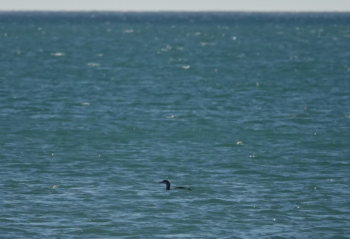 Colimbo Chico - ML646443046