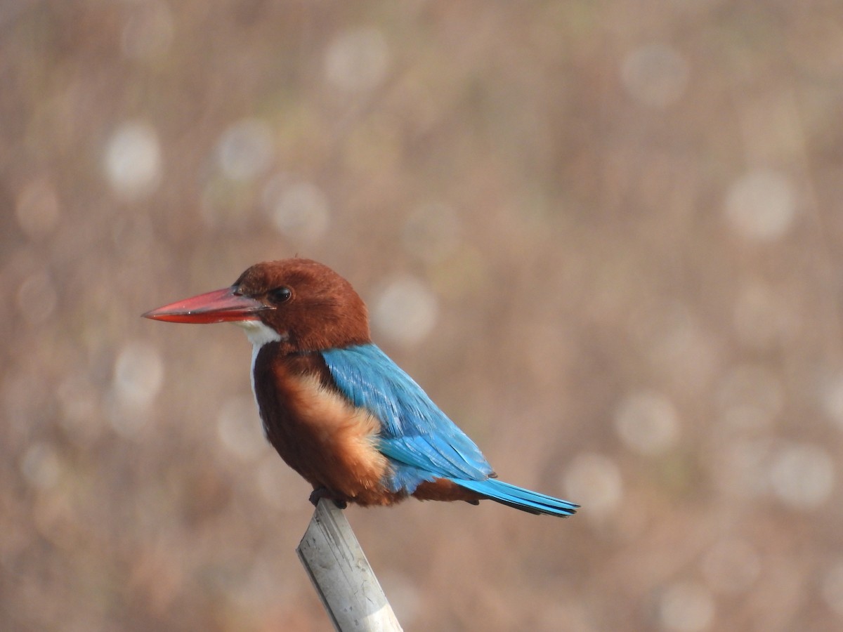 White-throated Kingfisher - ML646443047