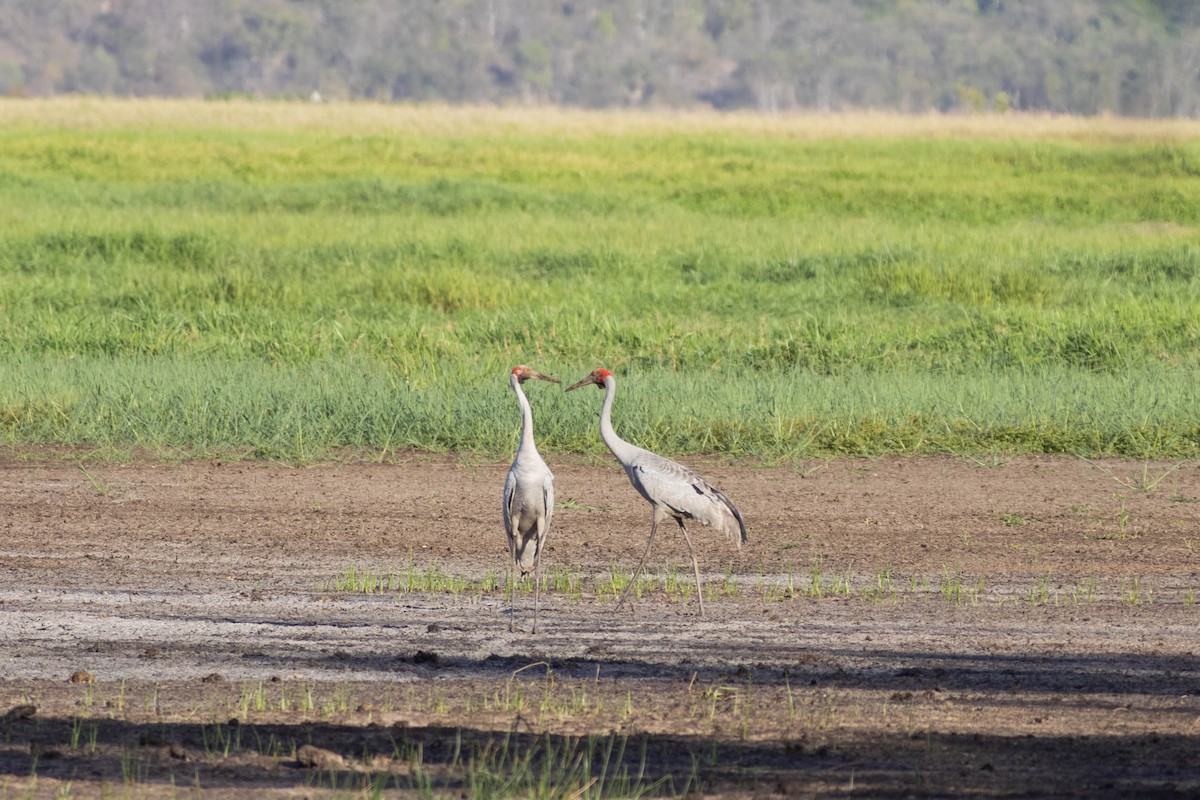 オーストラリアヅル - ML646443048