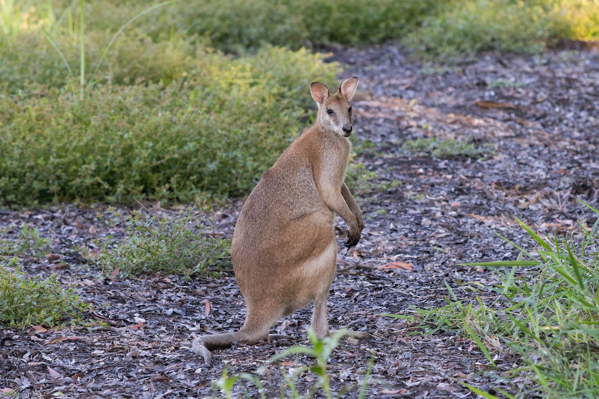 スナイロワラビー - ML646443051