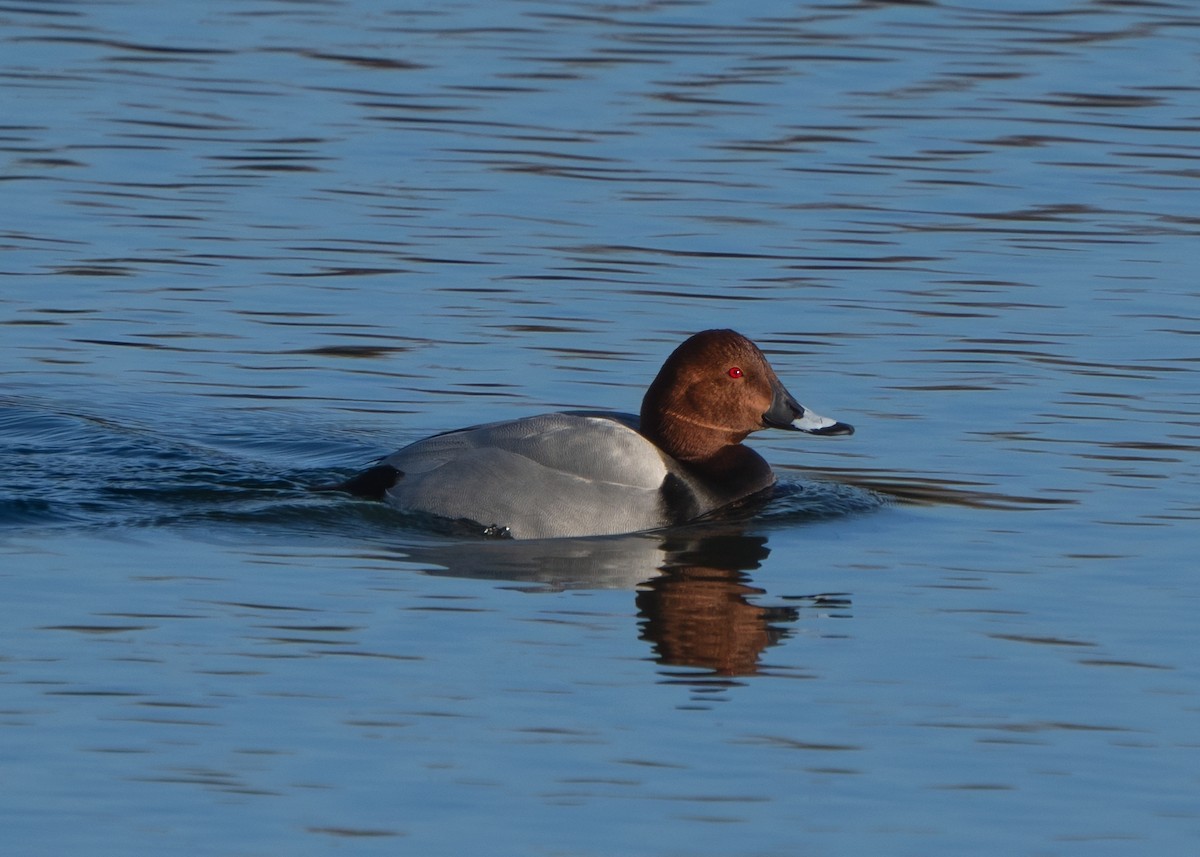 Common Pochard - ML646443052