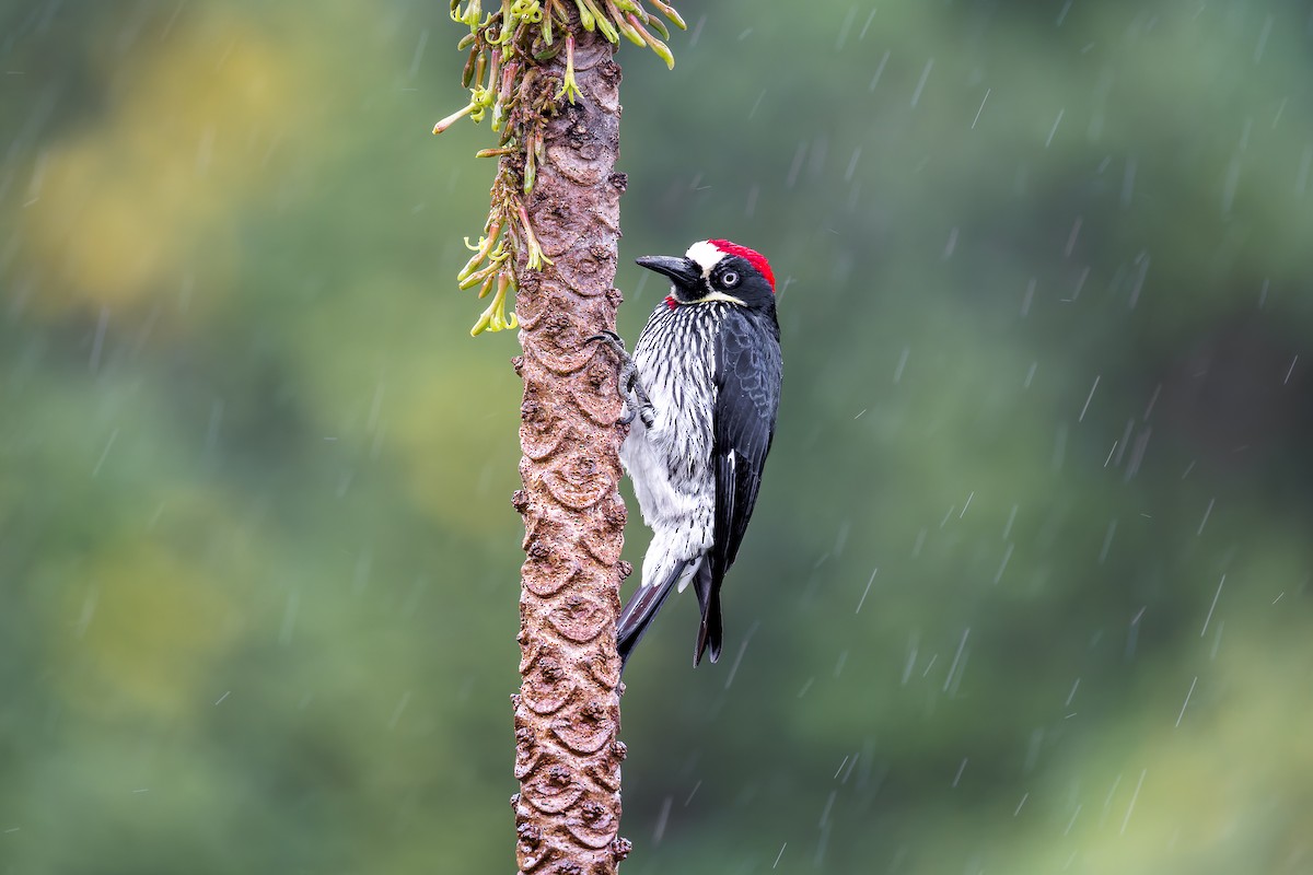 Acorn Woodpecker - ML646443054