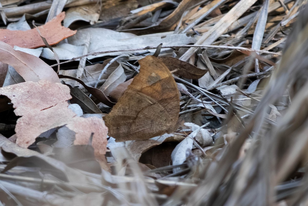 ウスイロコノマチョウ - ML646443057