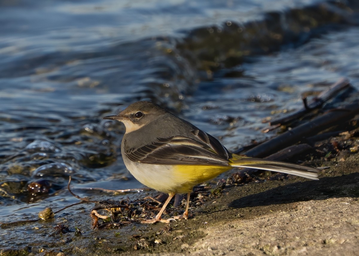 Gray Wagtail - ML646443058