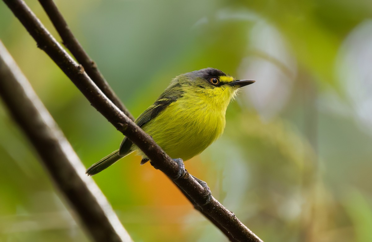 Todirostre à tête grise - ML646443059