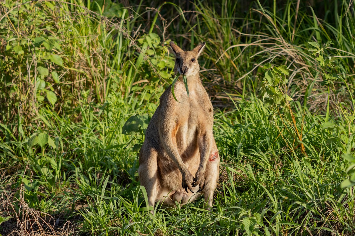 スナイロワラビー - ML646443060