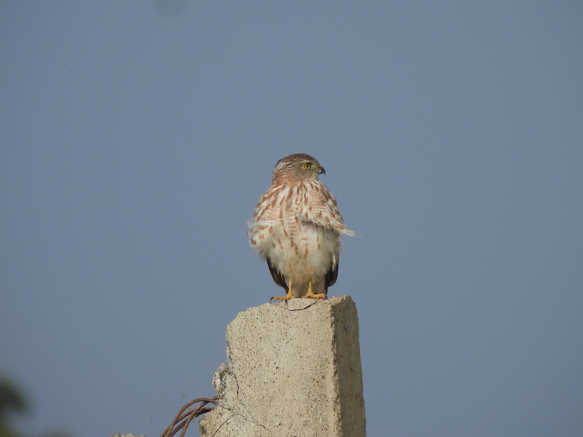 Shikra - ML646443061