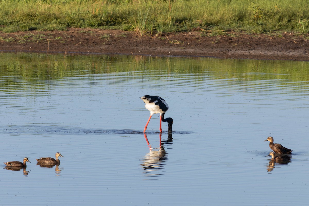 セイタカコウ - ML646443062