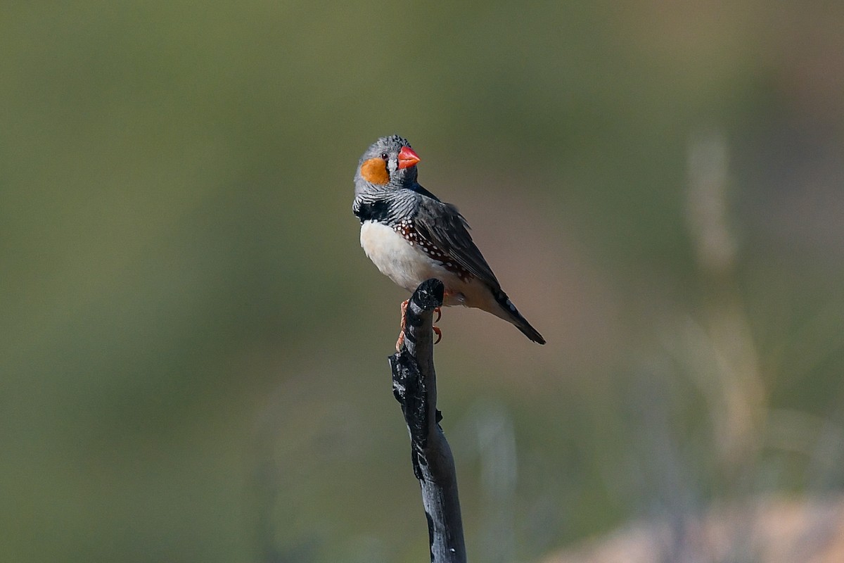 Zebra Finch (Australian) - ML646443063